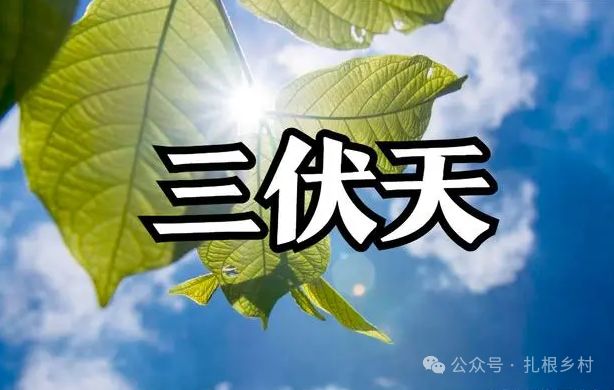 九游体育网站：三伏天到了牢记“一不吃二不洗三不睡”遵守传统平安过伏天(图1)