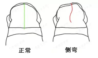 九游体育网站：【国家级培训课程】2024年国家体育总局青少年脊柱侧弯体态干预师培训通知(图1)