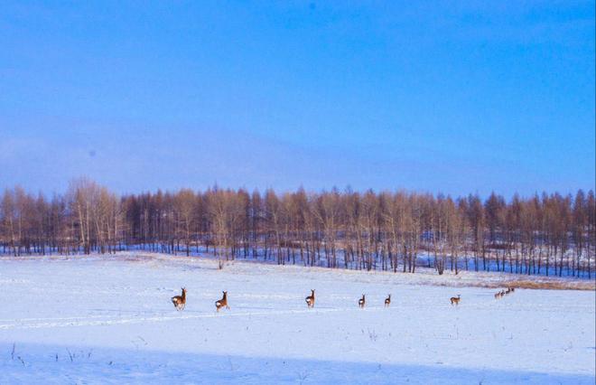 九游体育网站：内蒙古最好的旅行社蒙旅！2026年冬季路线纯玩无购物口碑排行榜(图5)