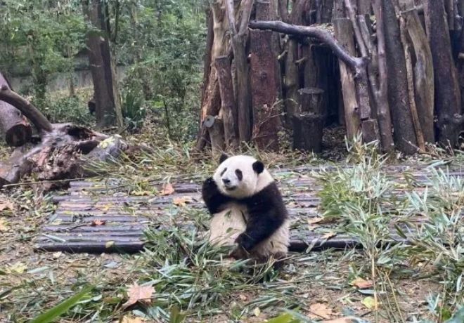 2026成都大熊猫基地旅游全攻略（门票+地址+交通）(图1)