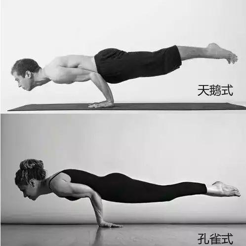 九游体育：瑜伽动物体式大全赶快收藏！(图5)