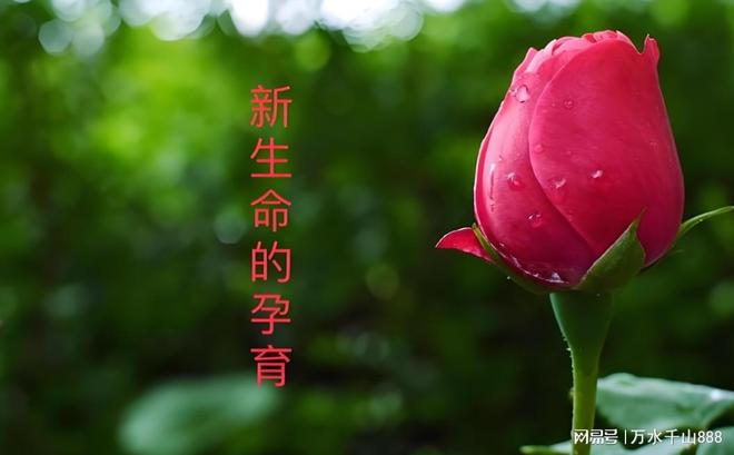 春风有信好孕可期：胖妈妈的温柔备孕路(图2)