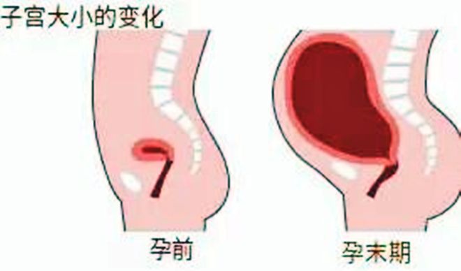 怀孕期间子宫变化有多大？这些变化超出了想象(图2)