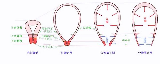 怀孕期间子宫变化有多大？这些变化超出了想象(图5)